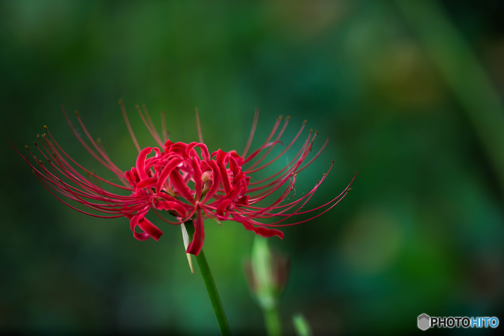 秋、曼殊沙華（１１）