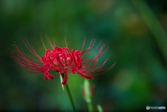 秋、曼殊沙華（１１）