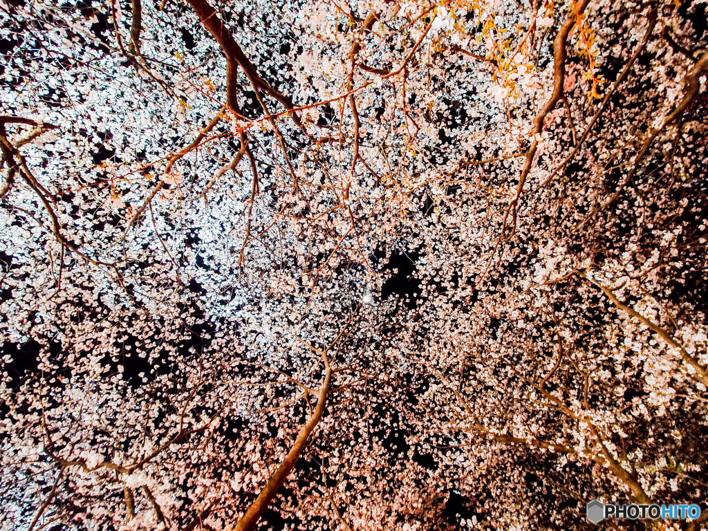 いつもの公園「桜満天」