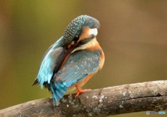 いつもの公園「カワセミ日記」　「背中」