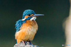 カワセミブルー（５）