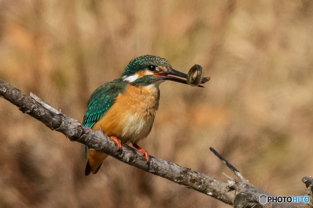 いつもの公園「二匹目のドジョウ」