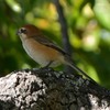 いつもの公園「モズ」（Ⅲ）