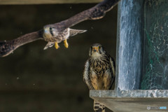 巣立ち「見守って」（チョウゲンボウ）（５）
