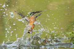 いつもの公園「玉滴」