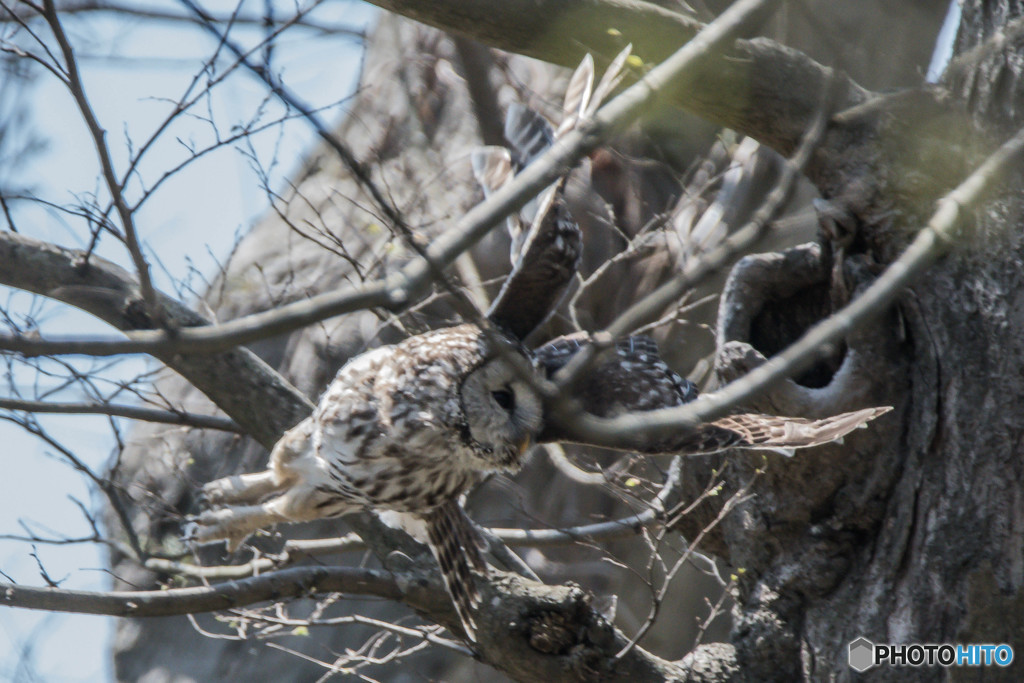 杜の人「パトロール」（フクロウ）（１）