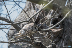 杜の人「パトロール」（フクロウ）（１）