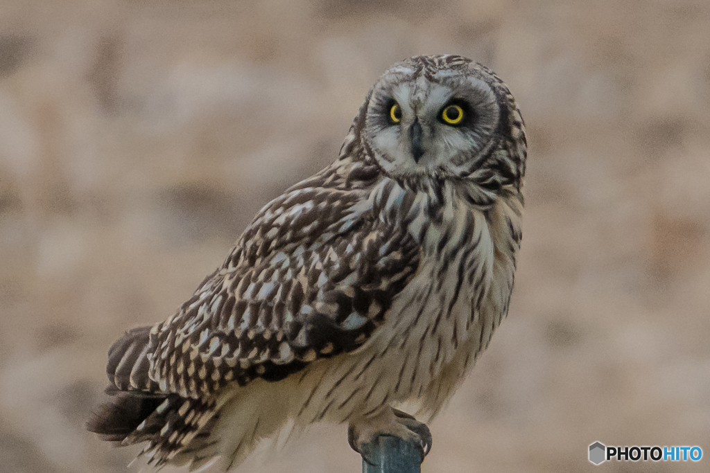 今シーズン最後のコミミ