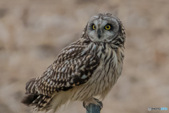 今シーズン最後のコミミ