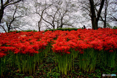 いつもの公園「秋赤の風」