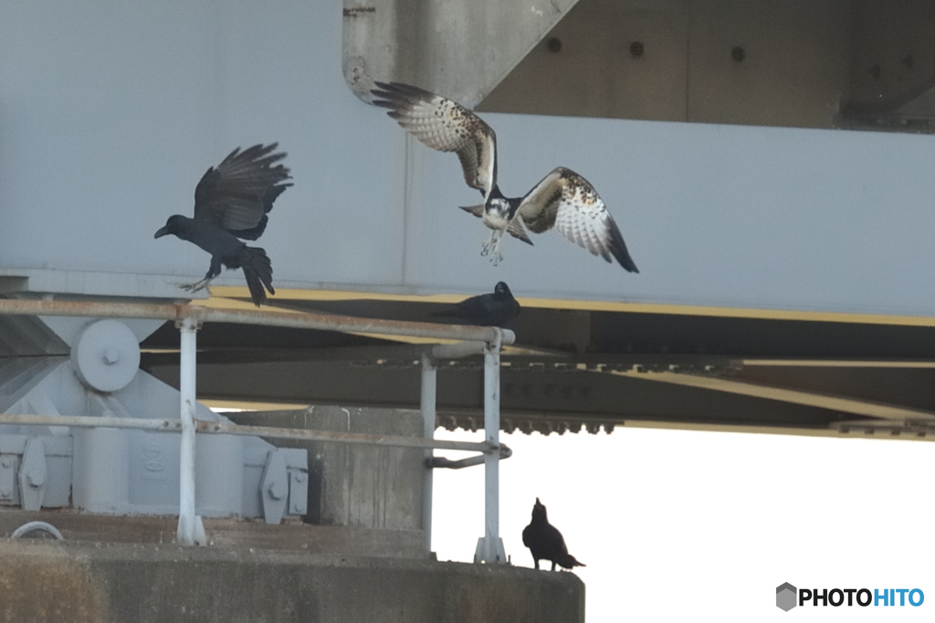 ミサゴ来る（４）