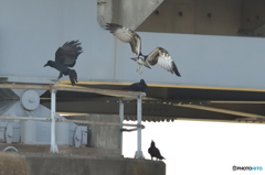 ミサゴ来る（４）