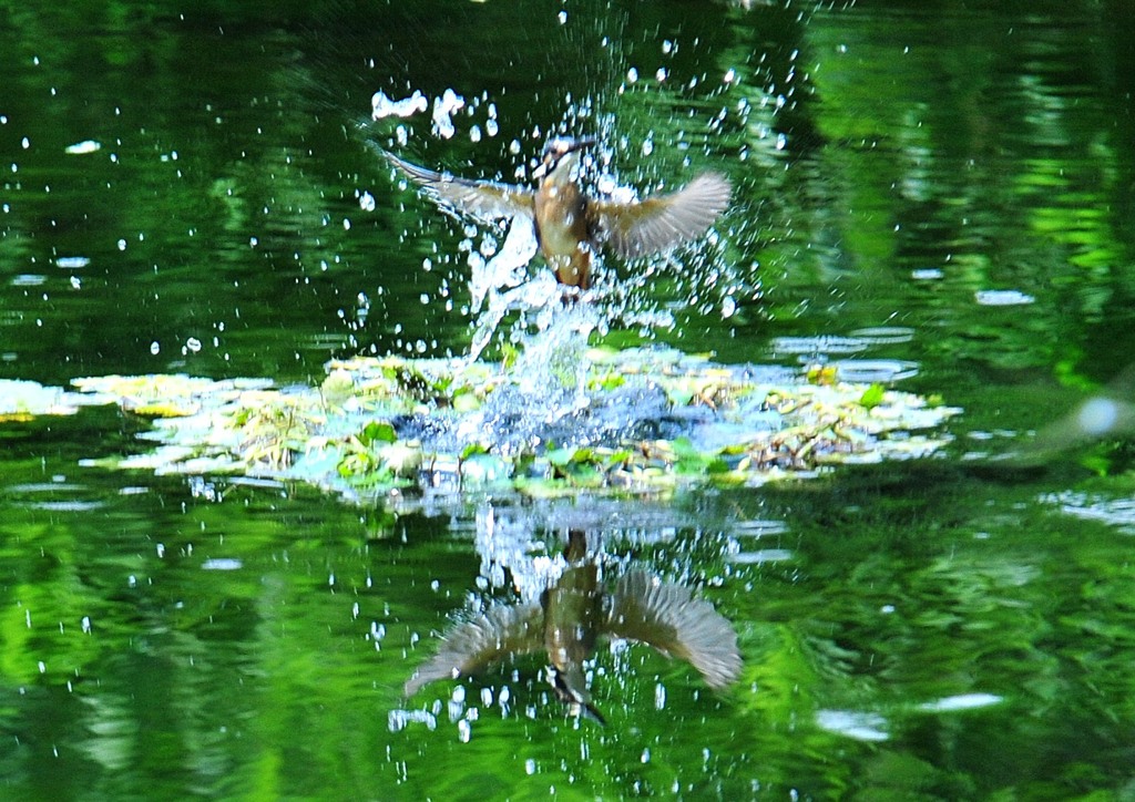 カワセミの池　８－８「写りカワセミ」