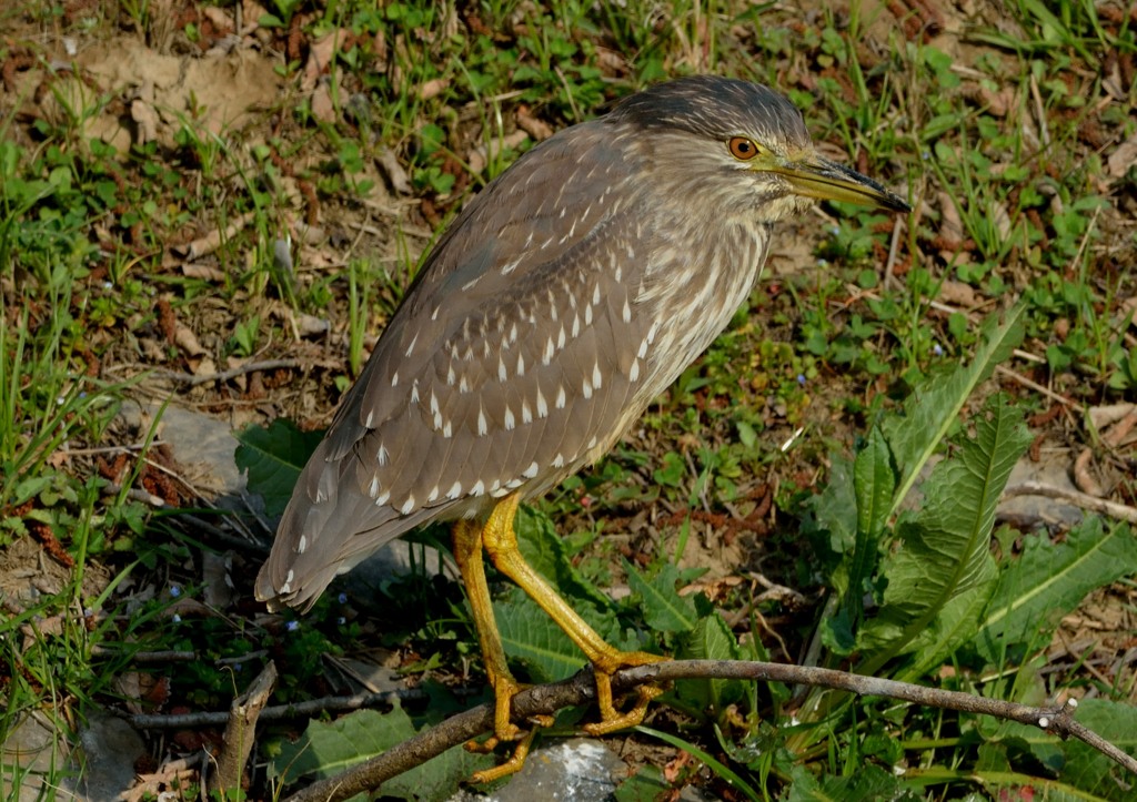 いつもの公園「ゴイサギ幼鳥」（２）