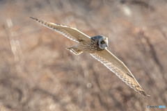風穏やか冬野人悠々（コミミズク）（１）