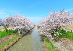 桜水路（１）
