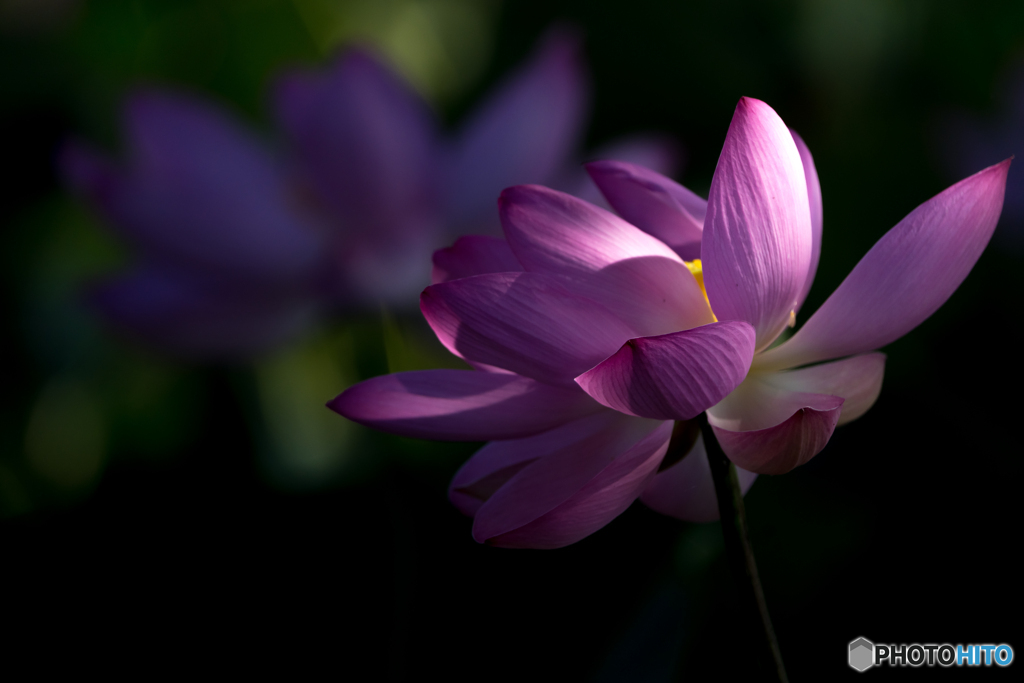 蓮華