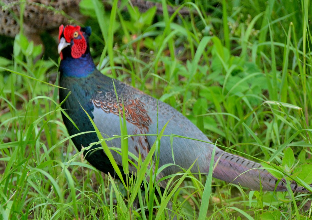 最近お会いした鳥さん「牡キジ」