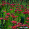 曼珠沙華秋景「若華」