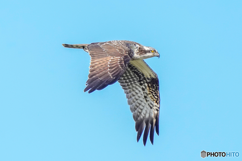 いつもの公園「羽ばたきの秋空」（２）