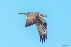 いつもの公園「羽ばたきの秋空」（２）