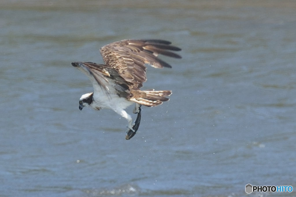ミサゴ来る「飛行体制」