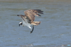 ミサゴ来る「飛行体制」