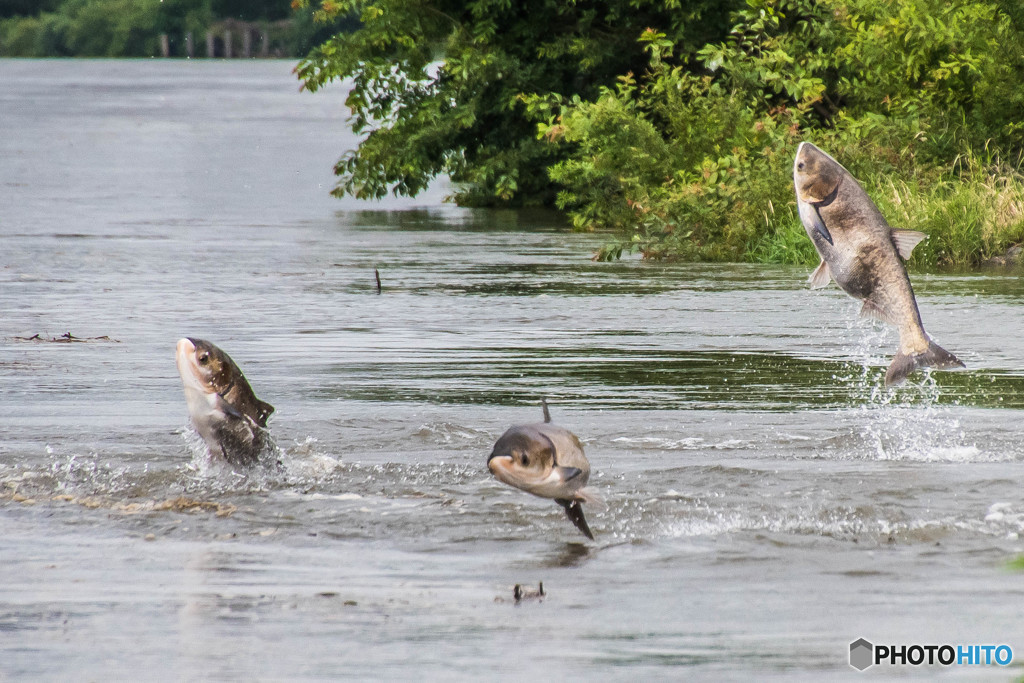 １０５センチ、３０キロ（ハクレン）（４）