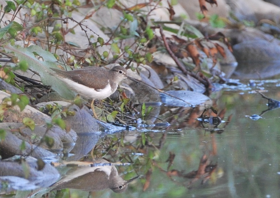 いつもの公園、今朝「ケリ」