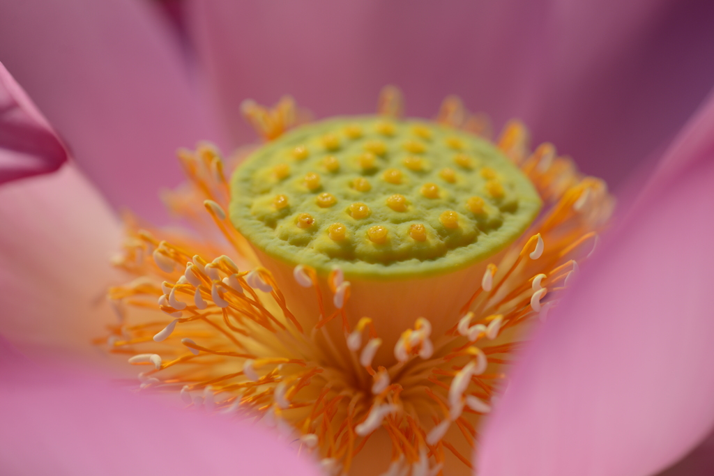 蓮華芯　５－２　「桃華」