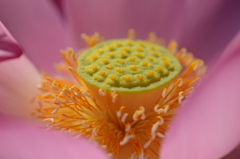 蓮華芯　５－２　「桃華」