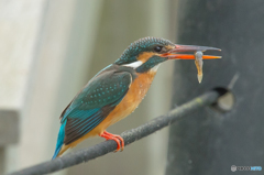 いつもの公園「カワセミ日記（２２）」