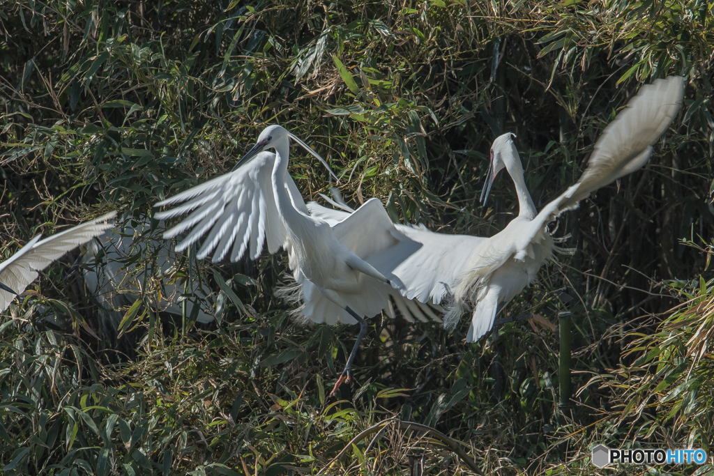 鷺山訪問「マウント（繁殖）」（コサギ）（二）