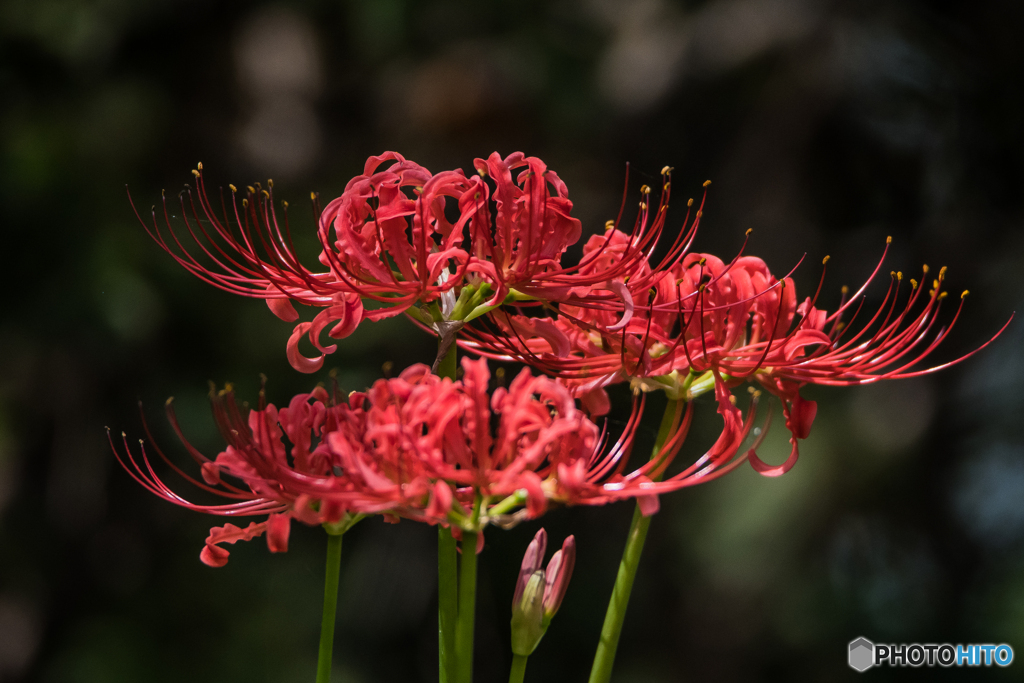 いつもの公園「秋告華」（朱）（曼殊沙華）