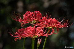 いつもの公園「秋告華」（朱）（曼殊沙華）