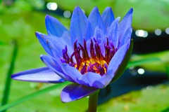 夏華睡蓮　３－３「優藍に開く」