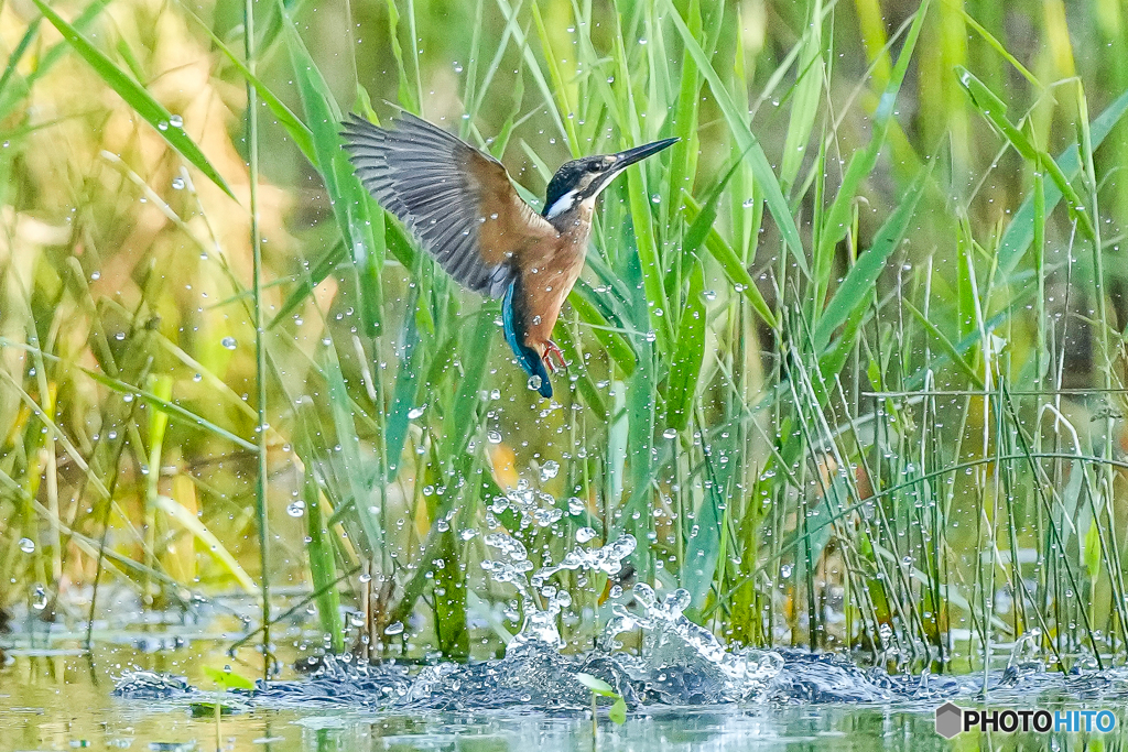 いつもの公園「草水の舞」
