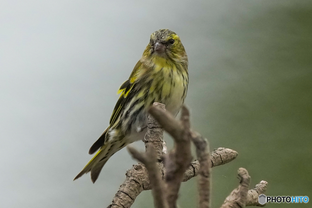 いつもの公園「カワラヒワ参上」
