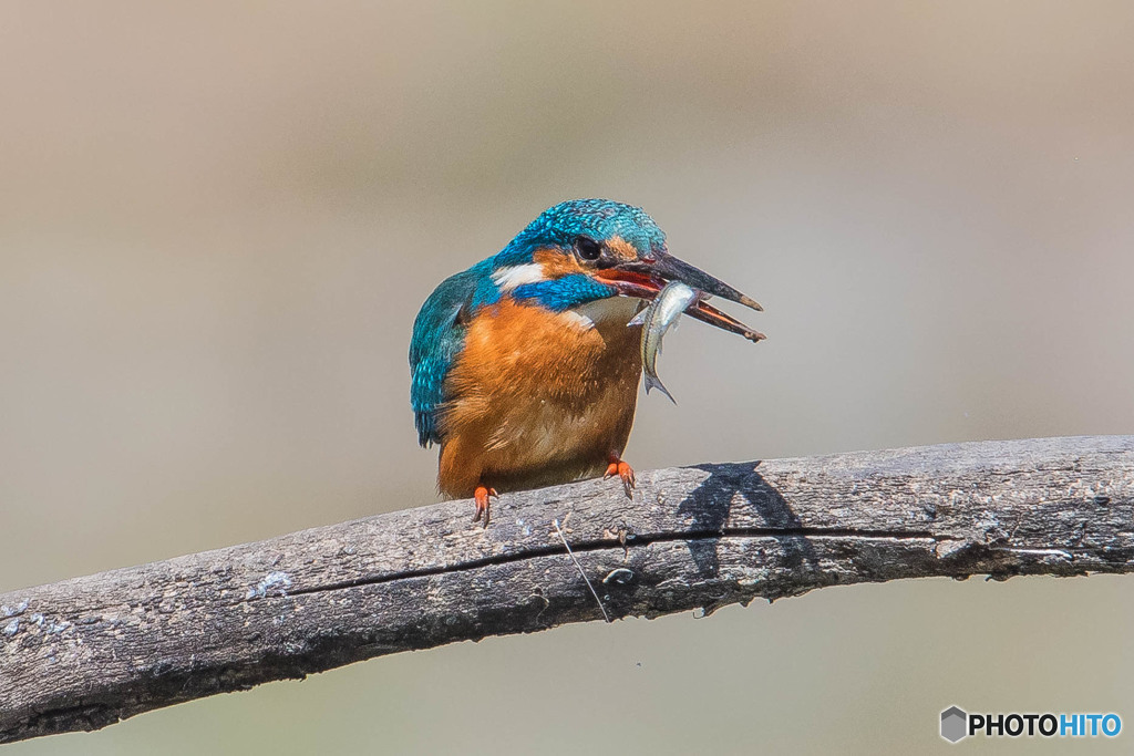 いつもの公園「ウキウキ、ホンワカ」（２）（カワセミ）