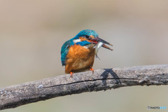 いつもの公園「ウキウキ、ホンワカ」（２）（カワセミ）