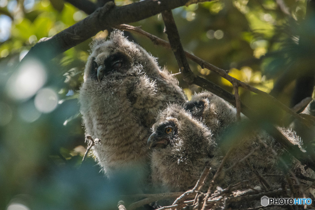 トラフズク元気（１）