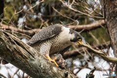 捕食（４）（ハヤブサ）