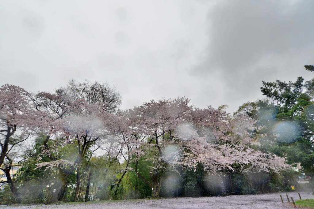 雨、花散らし（４）