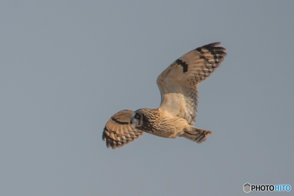 冬野人（コミミズク）スィースィ。（１）