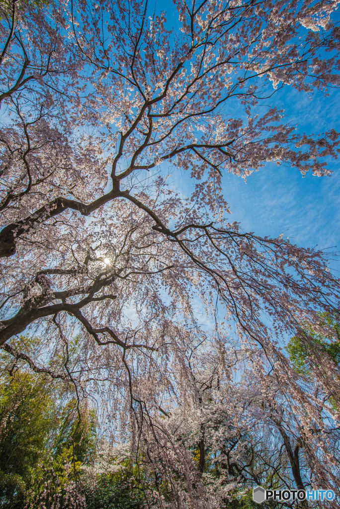 頼母子の桜（１）