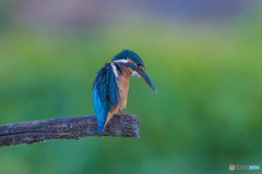 いつもの公園「カワセミブルー」（5）