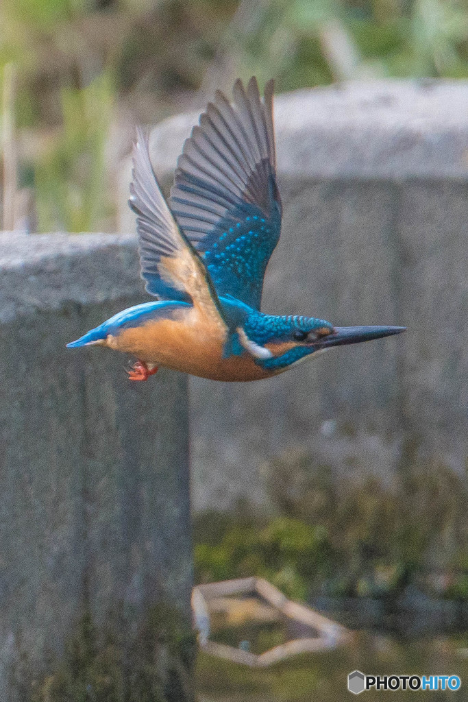 隣町の公園「上翼」（カワセミ）