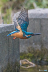 隣町の公園「上翼」（カワセミ）
