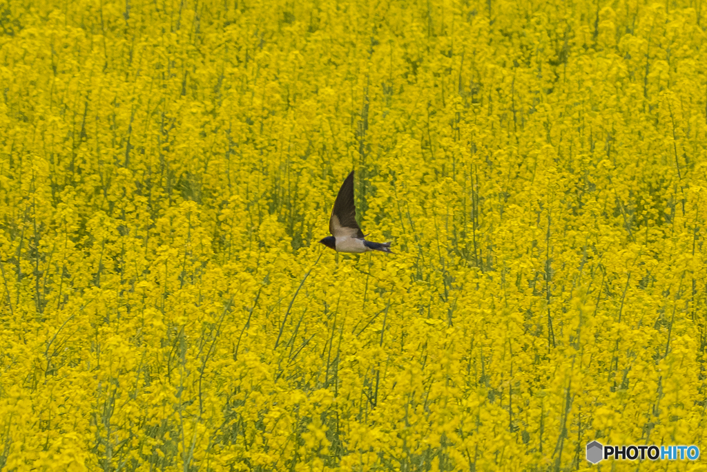 菜の花燕（２）