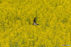 菜の花燕（２）